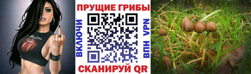 Галлюциногенные грибы Cubensis  Далматово 